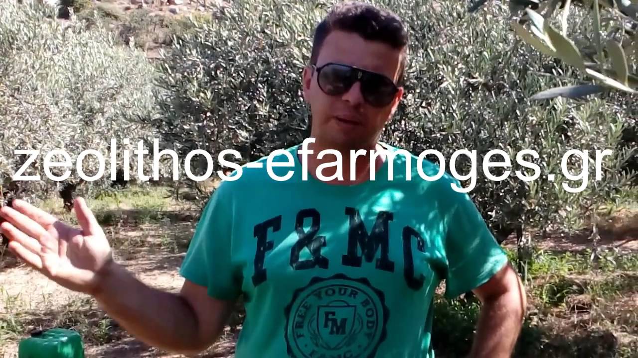 Εφαρμογή ζεόλιθου στην ελιά