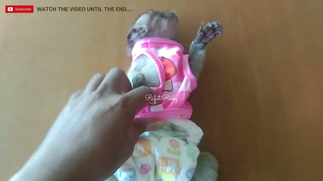 Baby Monkey Kely Is Hungry And Doesn't Want To Share | Monyet | Monpai | Animals