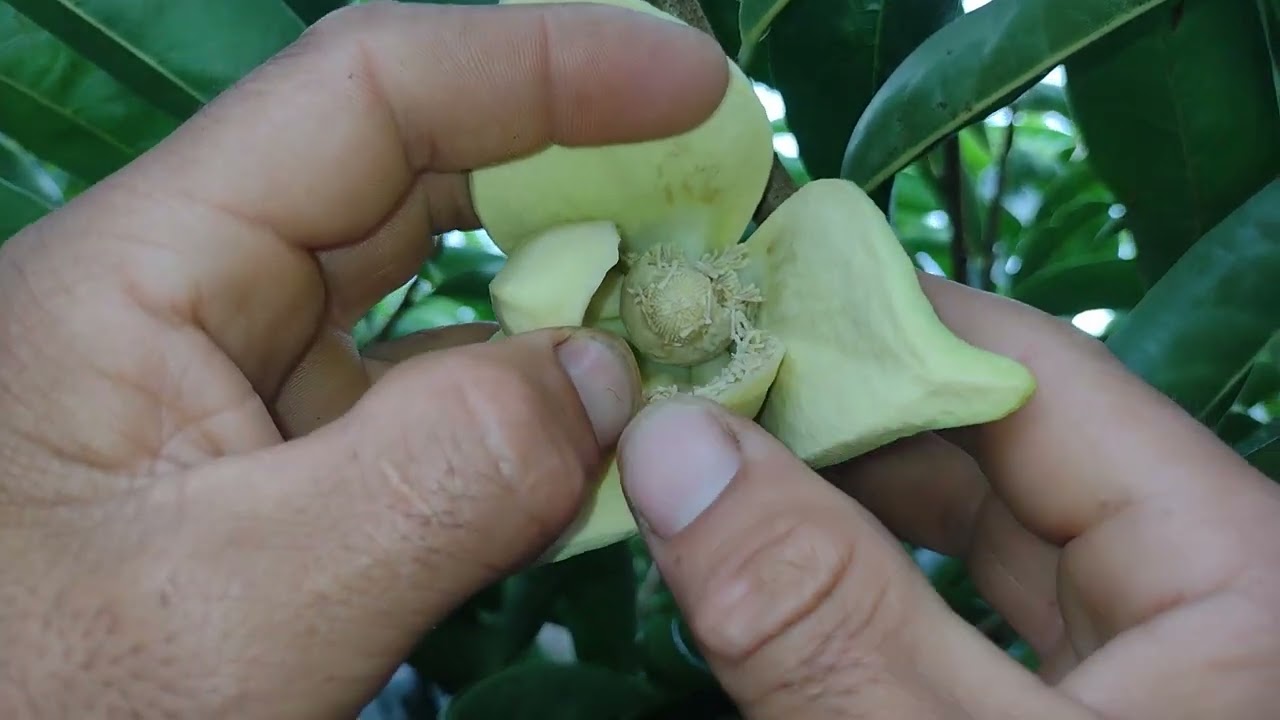 Cómo polinizar flores de guanabana sin pincel 🖌️