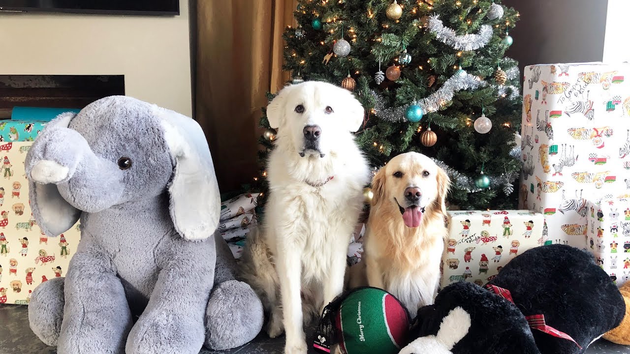 CHRISTMAS DOG SURPRISE! - Super Cooper Sunday 