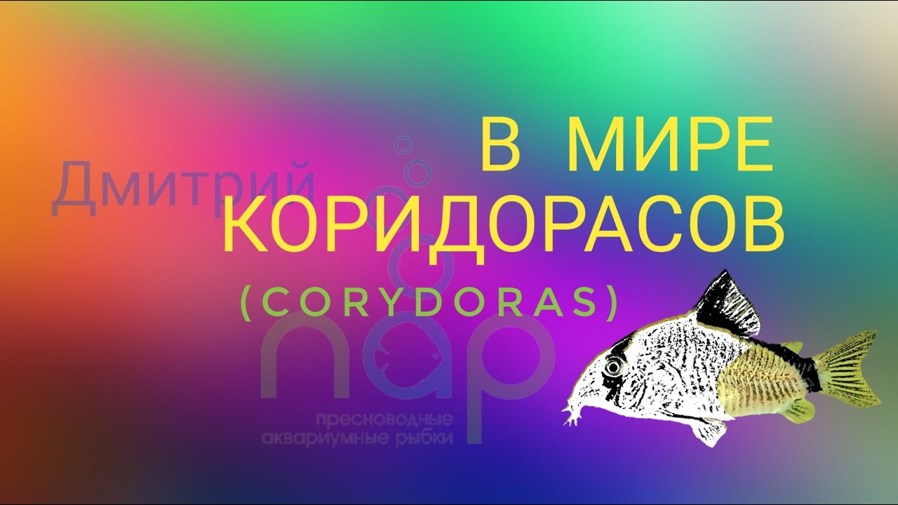 В мире коридорасов.(Corydoras)