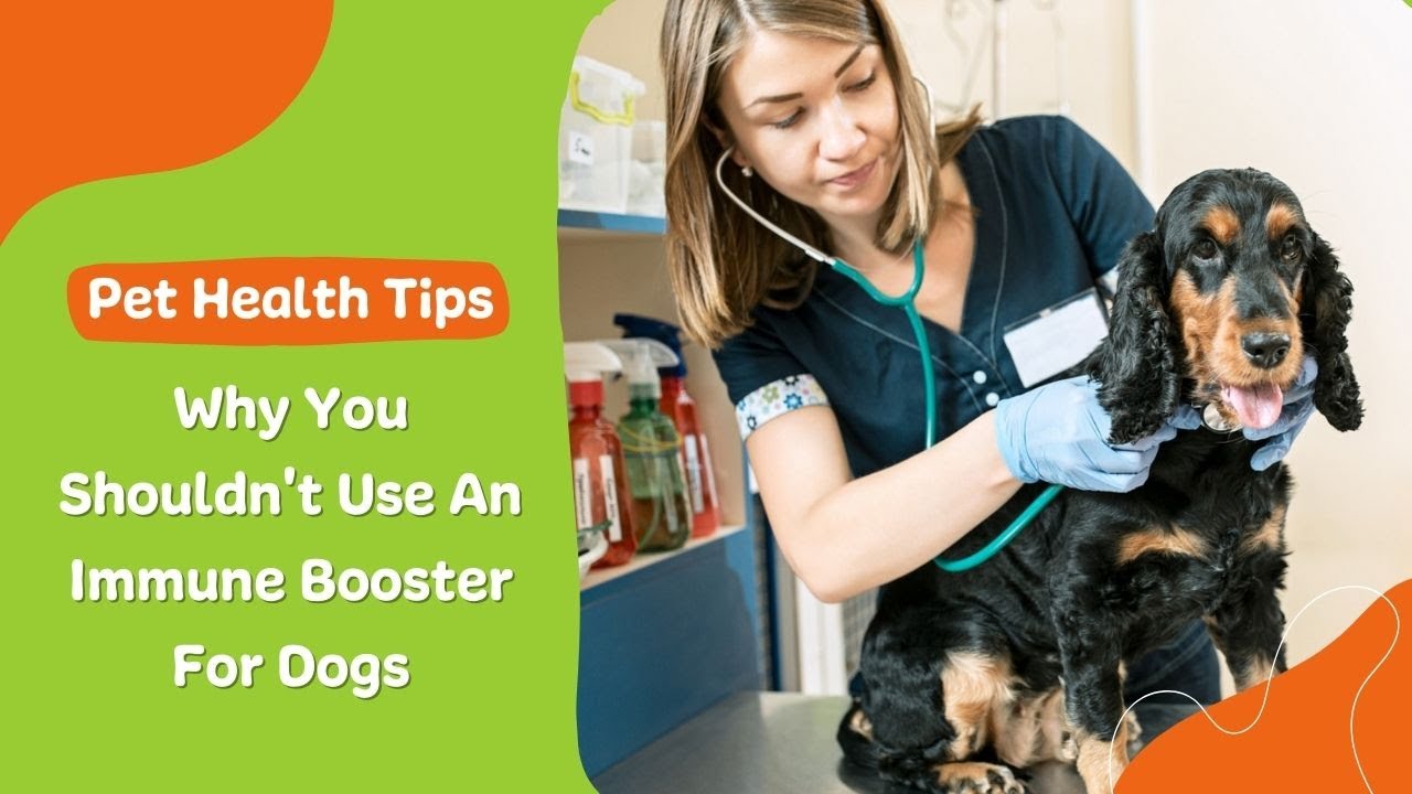Why You Shouldn&rsquo;t Use an Immune Booster for Dogs