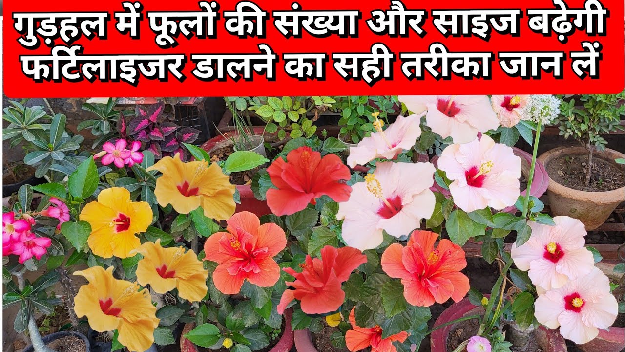 गुड़हल में फूलों की संख्या और साइज बढ़ेगी फर्टिलाइजर डालने का सही तरीका जान लें /Hibiscus plant care