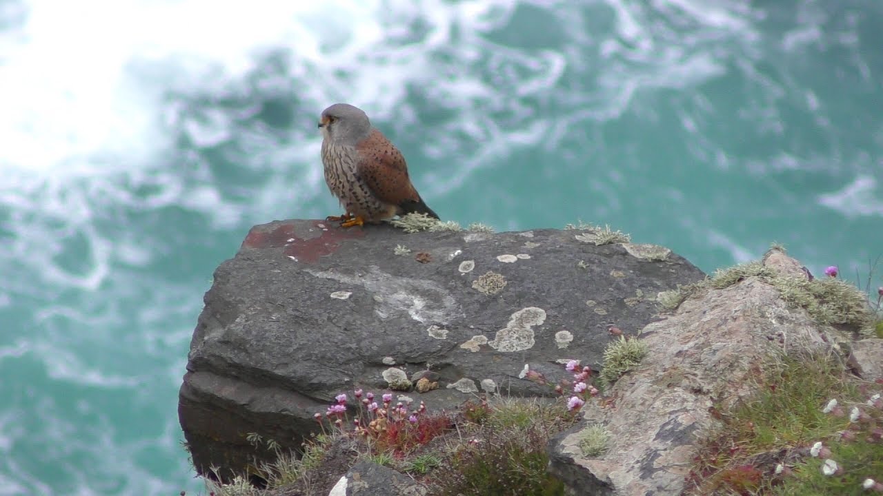Wildlife Clips at Cape Cornwall and Levant