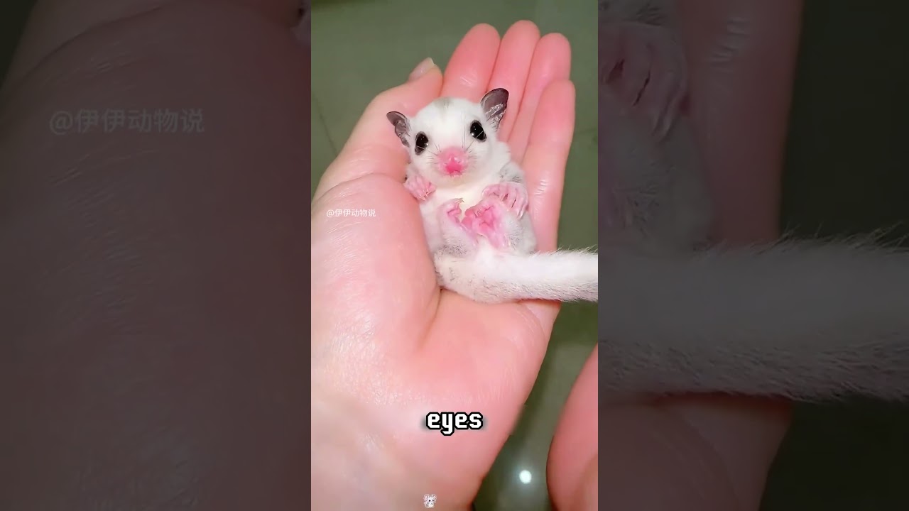Девочка случайно находит неизвестного детёныша. Она приносит его домой, чтобы заботиться о нём, и...