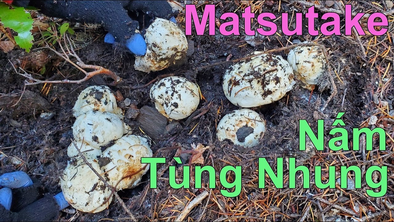 Mùa hái nấm rừng trúng, ngay ổ nấm Tùng Nhung khủng 🇨🇦721》 Matsutake 松茸 송이