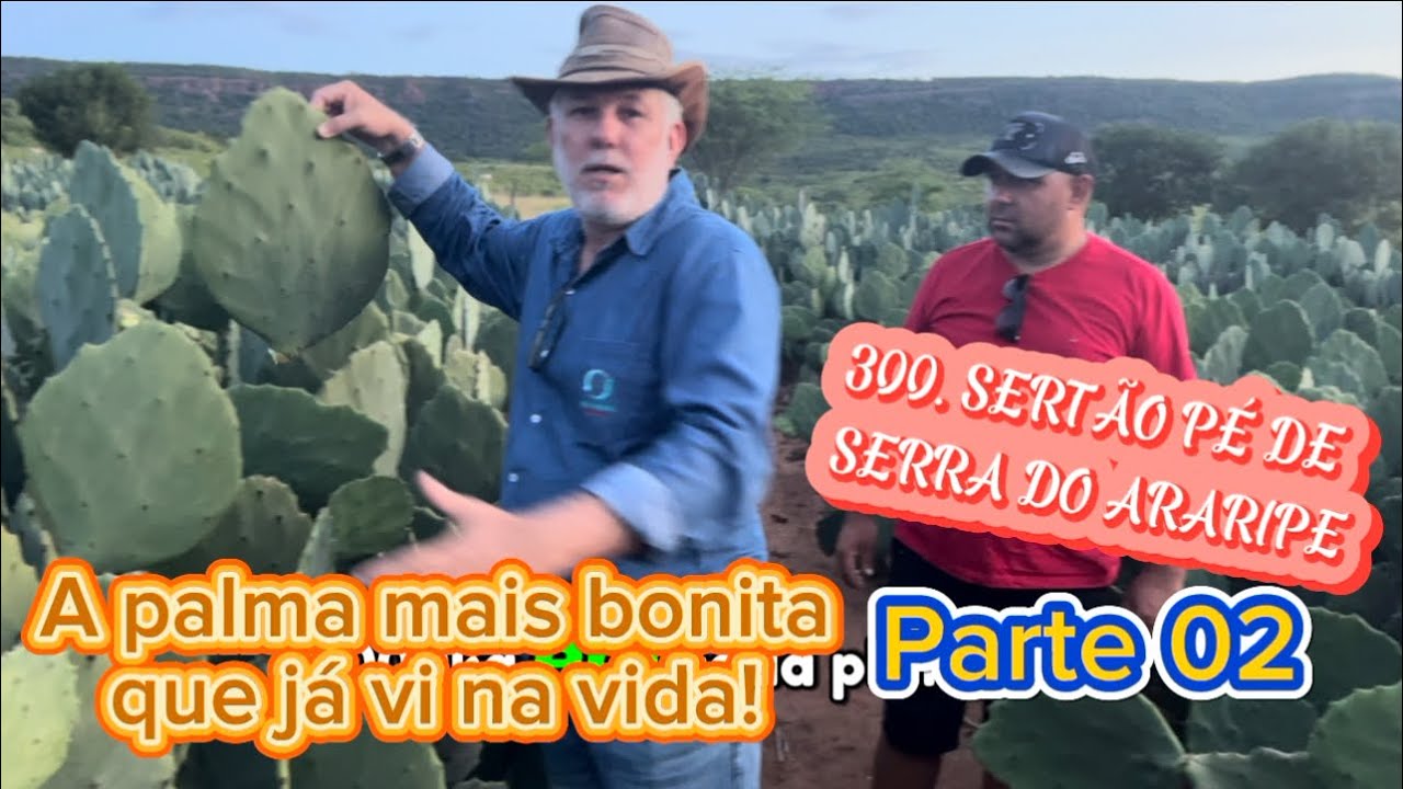 300. O PALMAL MAIS BONITO QUE VÍ NA VIDA - SÉRIE SERTÃO PÉ DE SERRA DO ARARIPE - Parte 02
