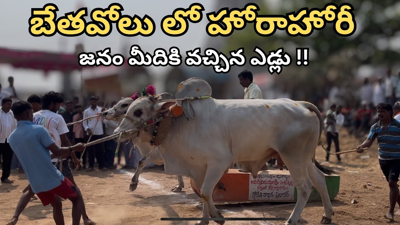 బేతవోలులో హోరాహోరీగా జరిగిన ఎడ్ల పందేలు. Bethavolu Yedla Pandhelu 2026 | Full Mass Race🔥| Yash Yatra