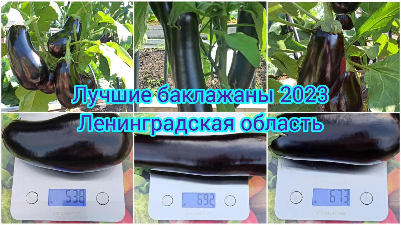 Урожай баклажанов в открытом грунте сезона 2023 года в Ленинградской области