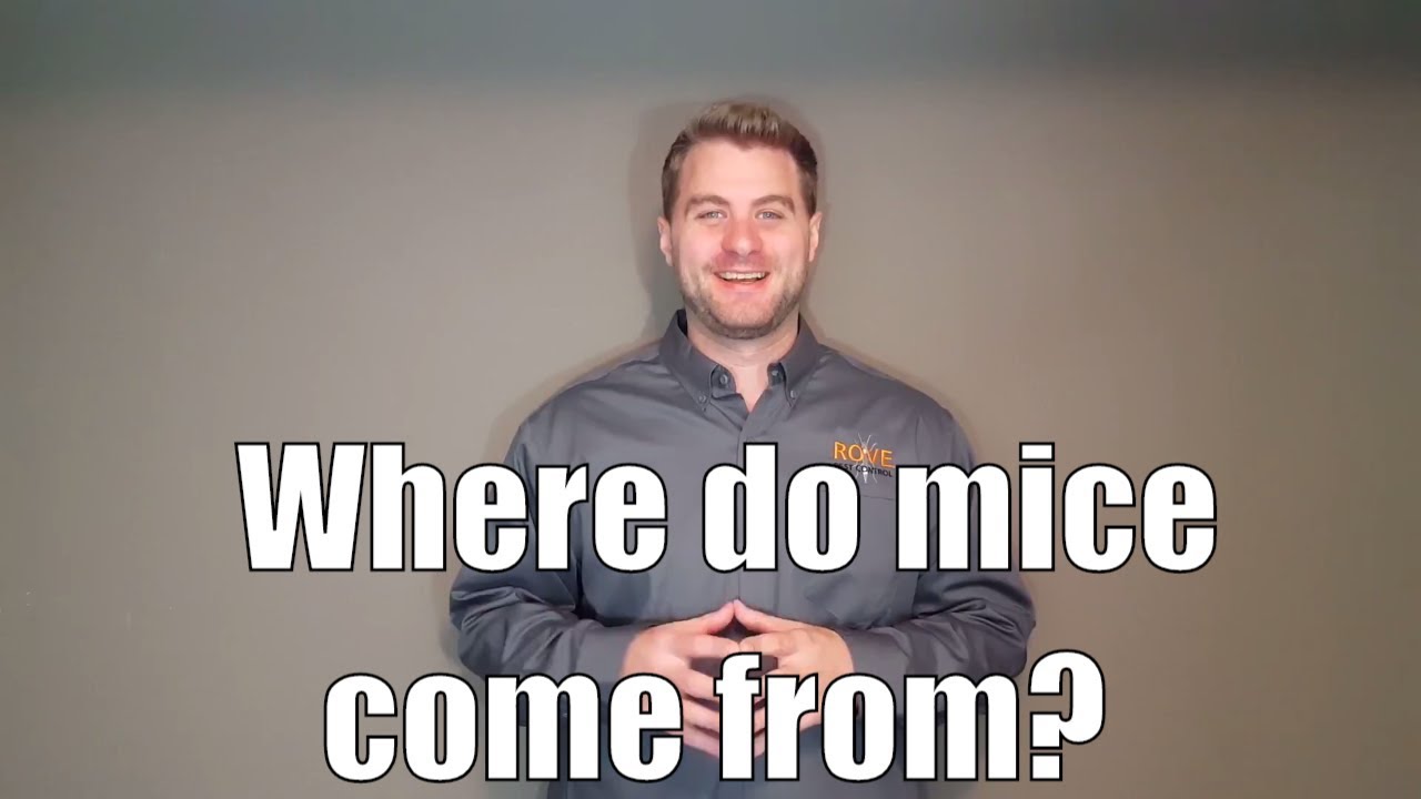 Where do mice come from?