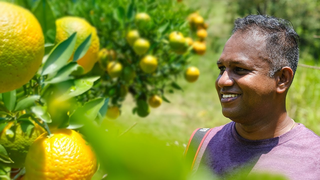 Tackling Human-Elephant Conflict Using Oranges