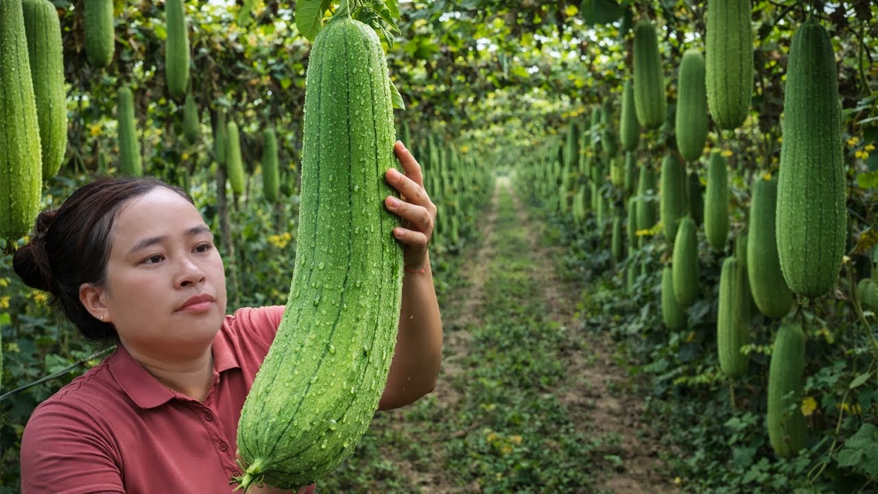 Join Me in the Garden: Loofah Harvest Along the Trellis Rows