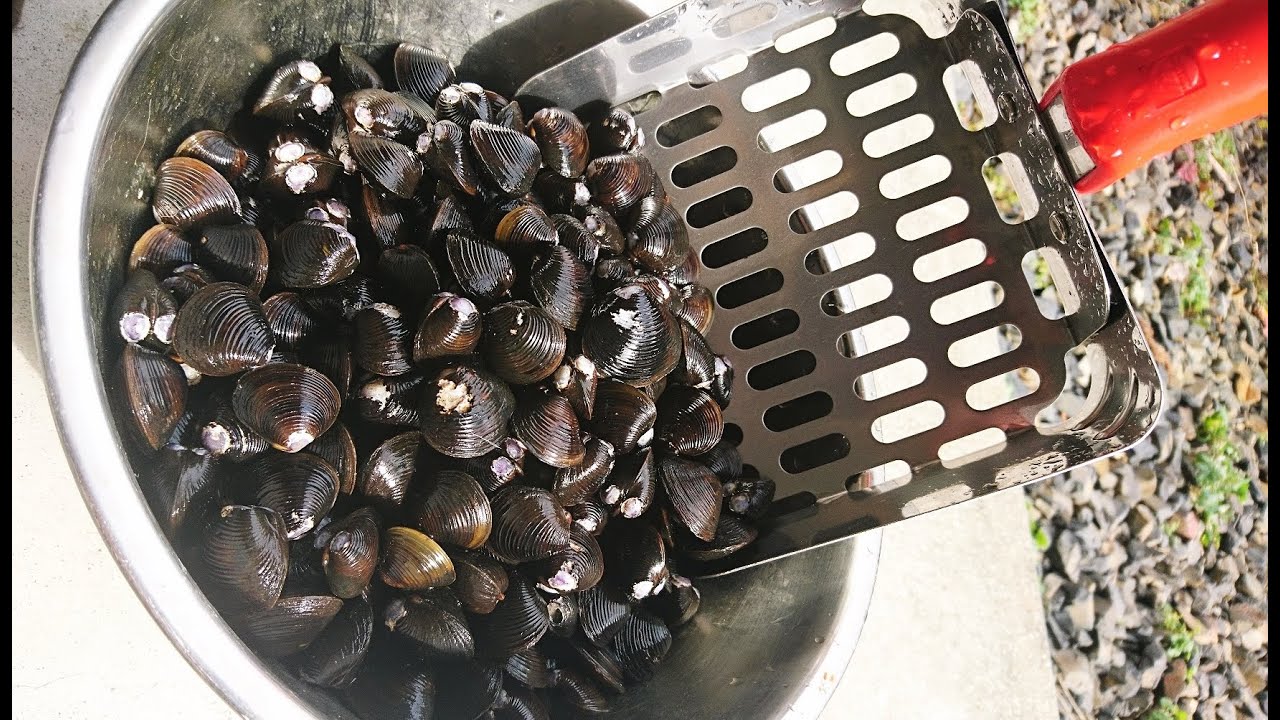 その辺の用水路でシジミは採れる
