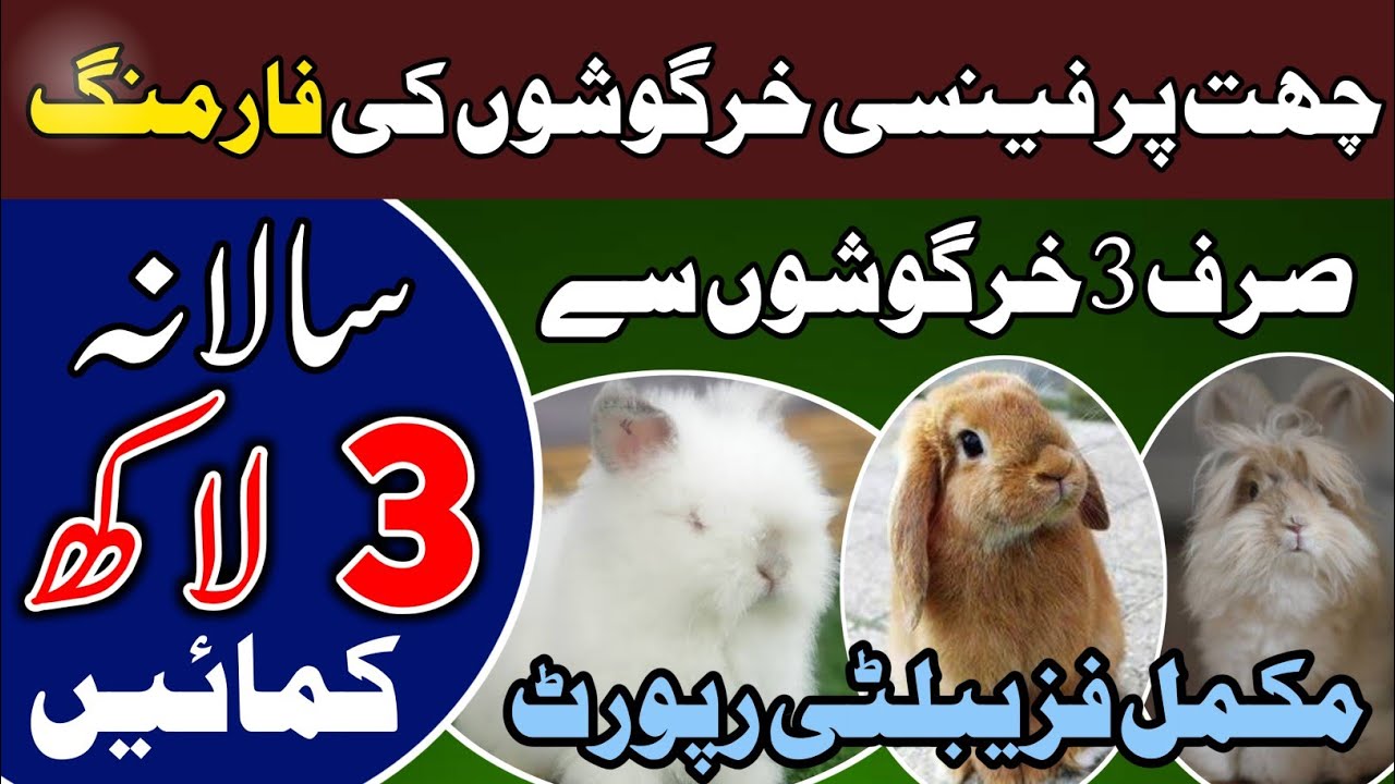 Rabbit Farming Profitable Business Ideas In Pakistan 2021