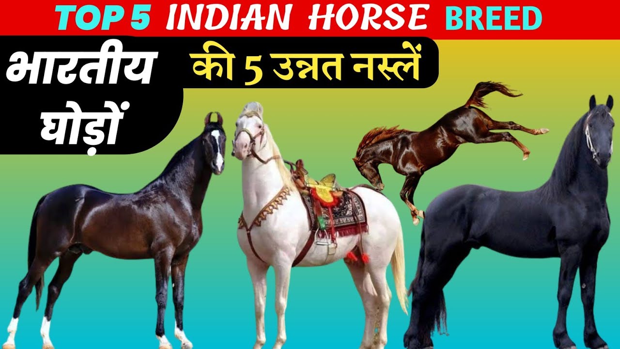 top 5 Indian horse breed || best indian horse breed || marwari horse || kathiyawadi horse