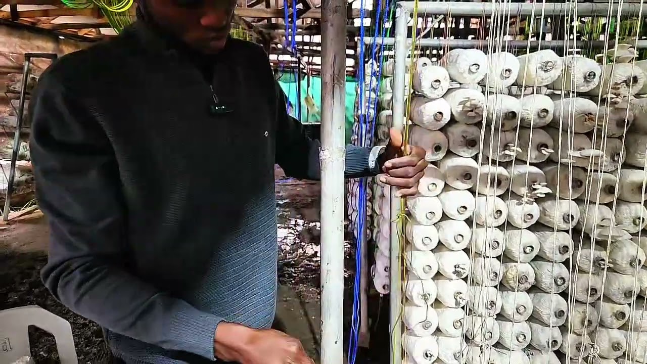 🌱✨STEPS ON HOW TO ARRANGE MUSHROOM BAGS ON POLES at Haset Farms 🍄💚