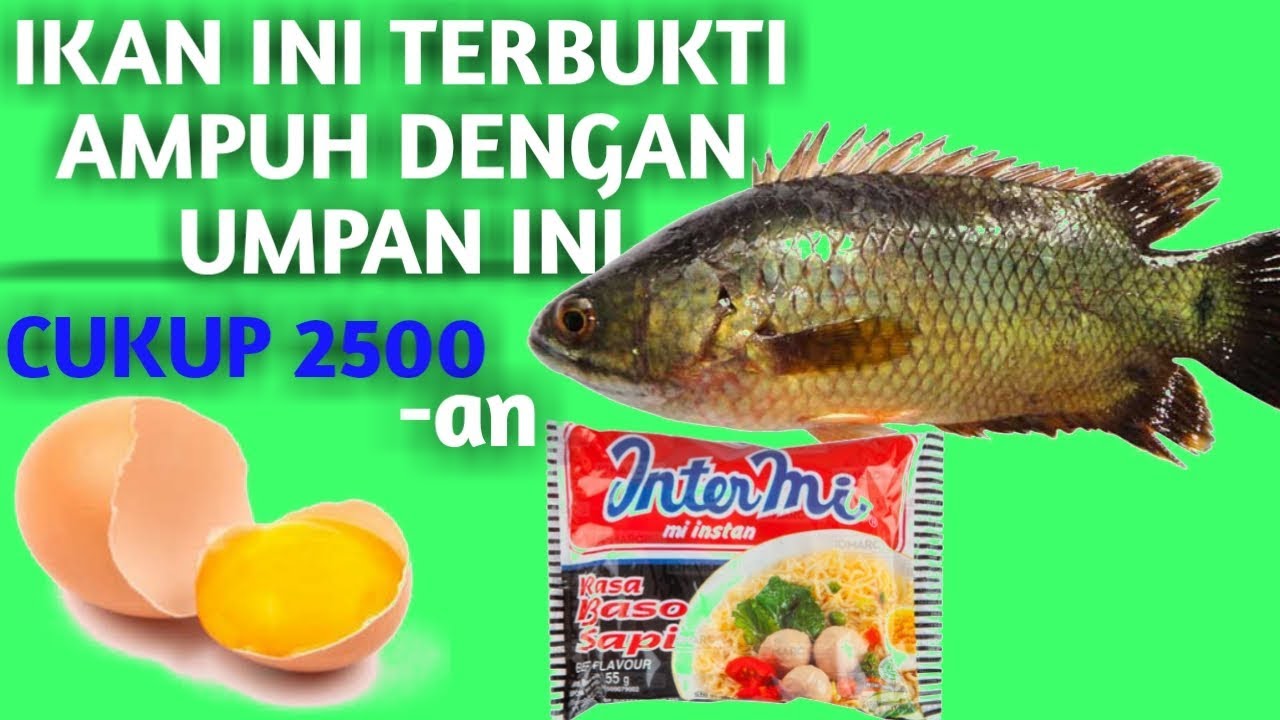 Umpan Ikan Betok yang Paling Ampuh