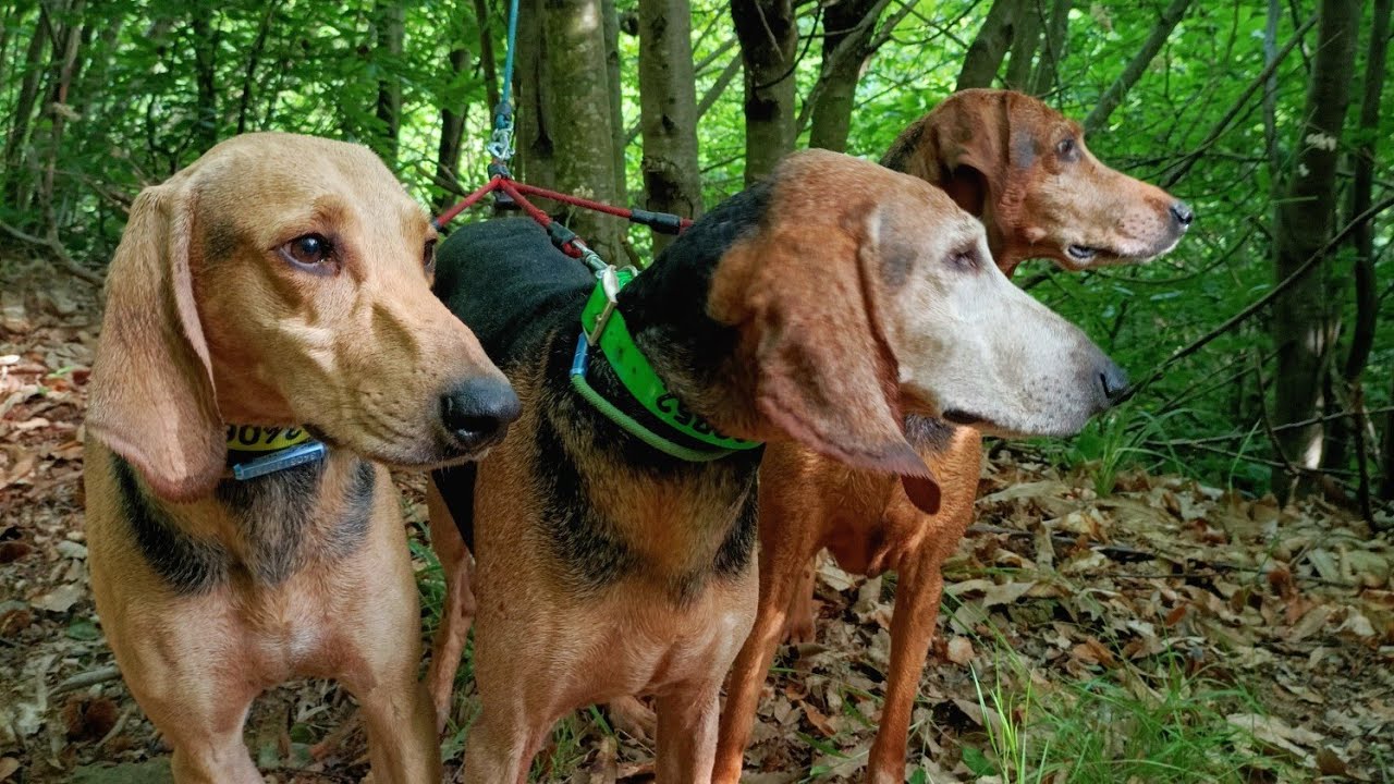 Caccia alla lepre / Hunting - 1 ottobre 2022