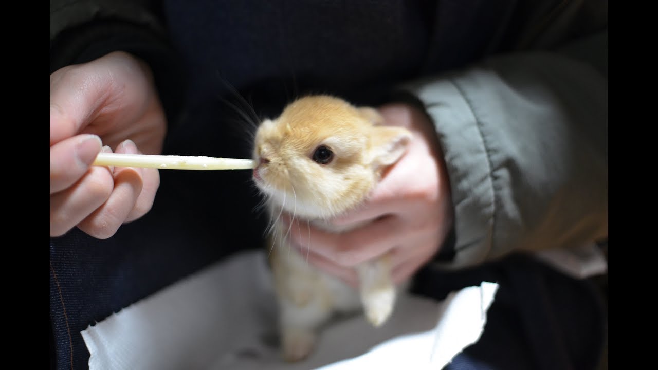 ネザーランドドワーフ赤ちゃん　生後１ヶ月でオレンジ♂211ｇ リンクス♂155ｇの小さなネザーです、特製ミルクを飲む様子、牧草入れにのってケージから？？