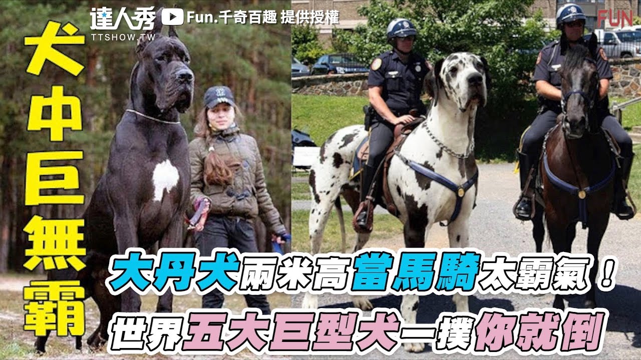 【大丹犬兩米高當馬騎太霸氣！ 世界五大巨型犬一撲你就倒】｜@fun.