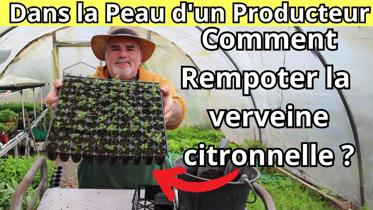 Comment réussir le rempotage de vos boutures de verveine citronnelle ?