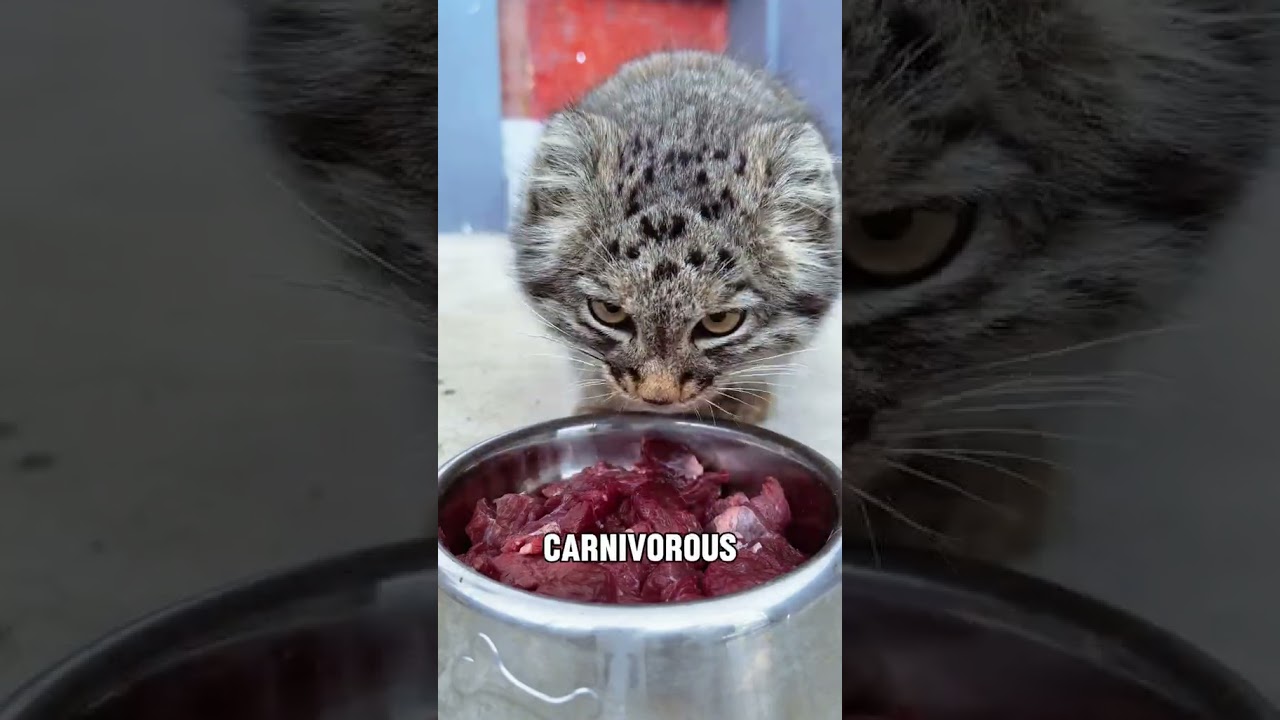 Super Cute Manul Cats 😻 | Wild Fluffy Felines