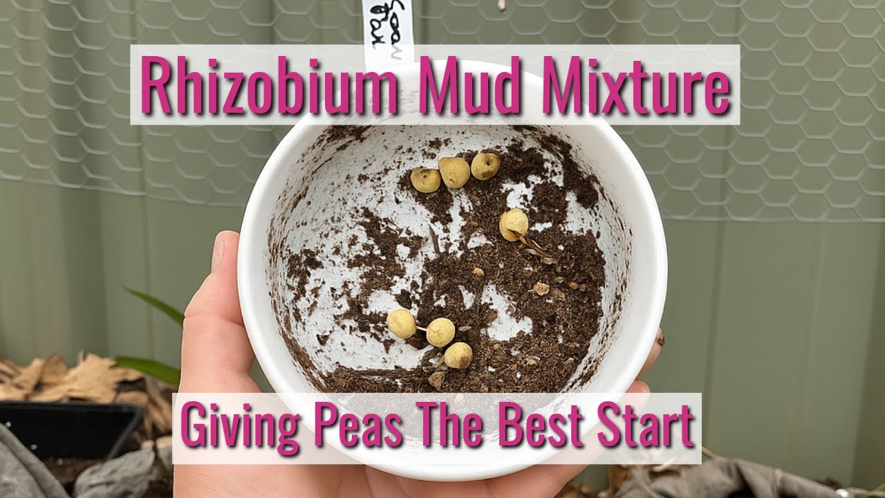 How I'm Growing Snow and Sugar Snap Peas | Using A Rhizobium Booster
