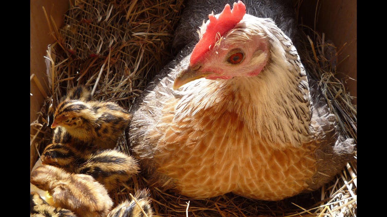 Organic Quail Hatched & Raised with a Mother Hen.  Nos Cailles bio Crias de codorniz SUB ENG.FR