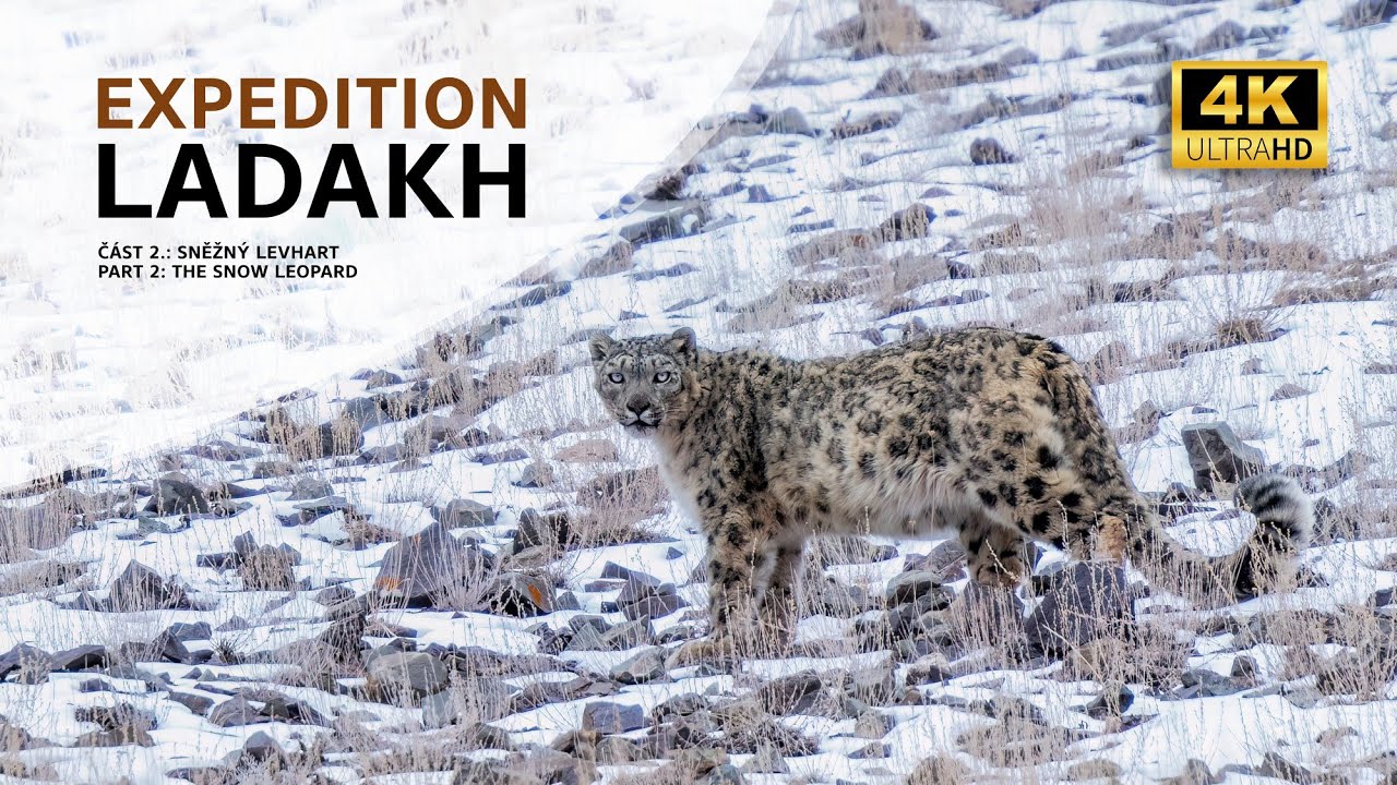 Lukas Zeman: Expedition Ladakh - č&aacute;st 2 - Sněžn&yacute; levhart
