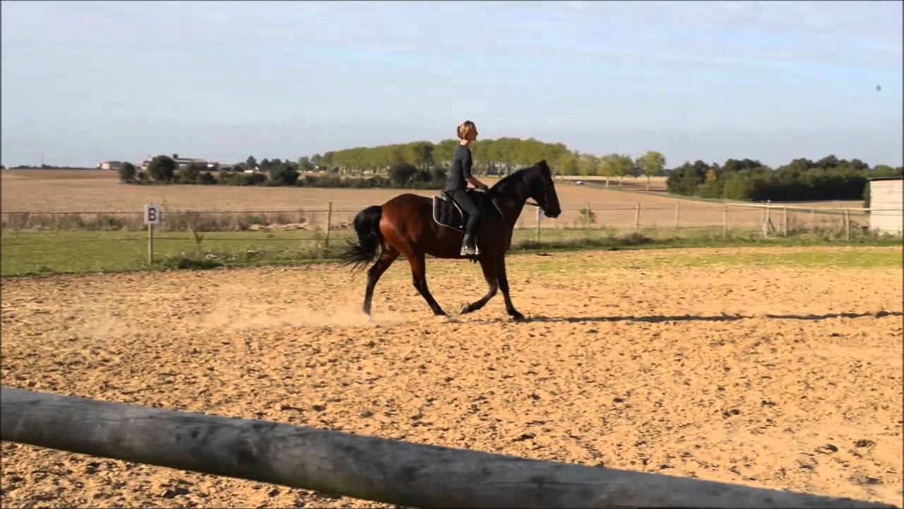 Dressage cheval, petit galop de travail