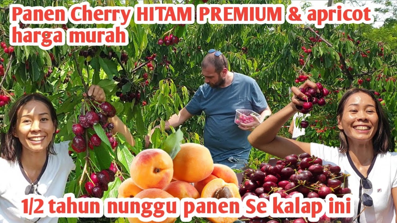 SIAPA YANG TIDAK KALAP !! PANEN CHERRY HITAM PREMIUM JUMBO HARGA MURAH