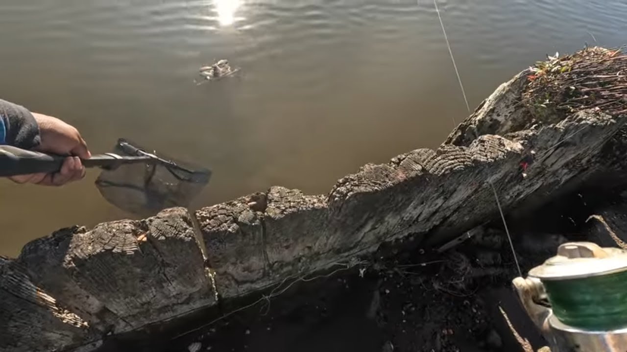 Dead Fish Leads to Epic Day of Crabbing !!!