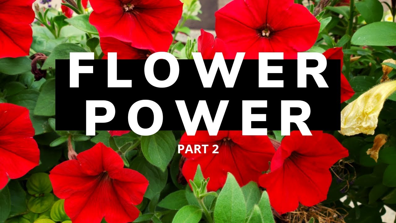 FLOWER POWER PART 2 |  EDMONTON, ALBERTA |  ZENith BEE