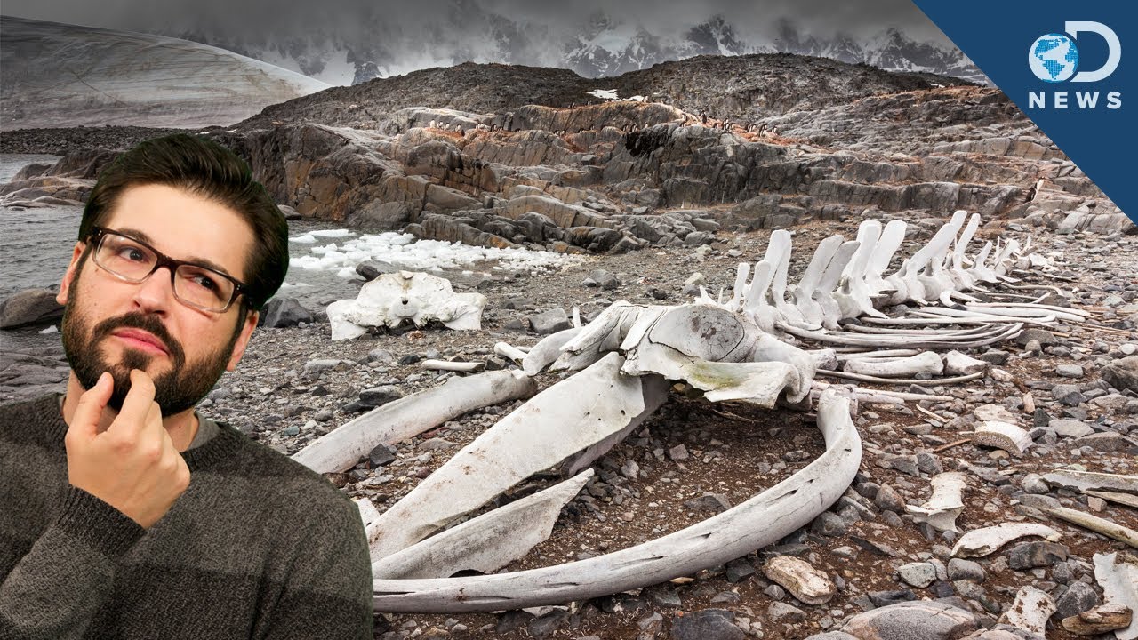 Why a Massive Whale Graveyard's in The Desert