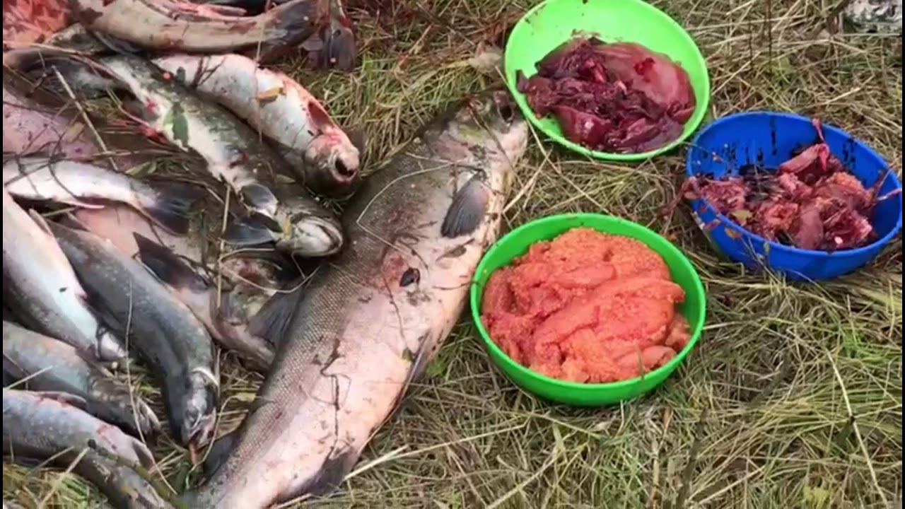 КАМЧАТКА...ЕДИМ ИКРУ ЛОЖКАМИ...РЫБАЛКА НА РЕКЕ БЫСТРАЯ
