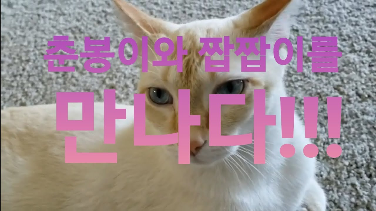 Chunbon and JJabJJab, a friend's cat