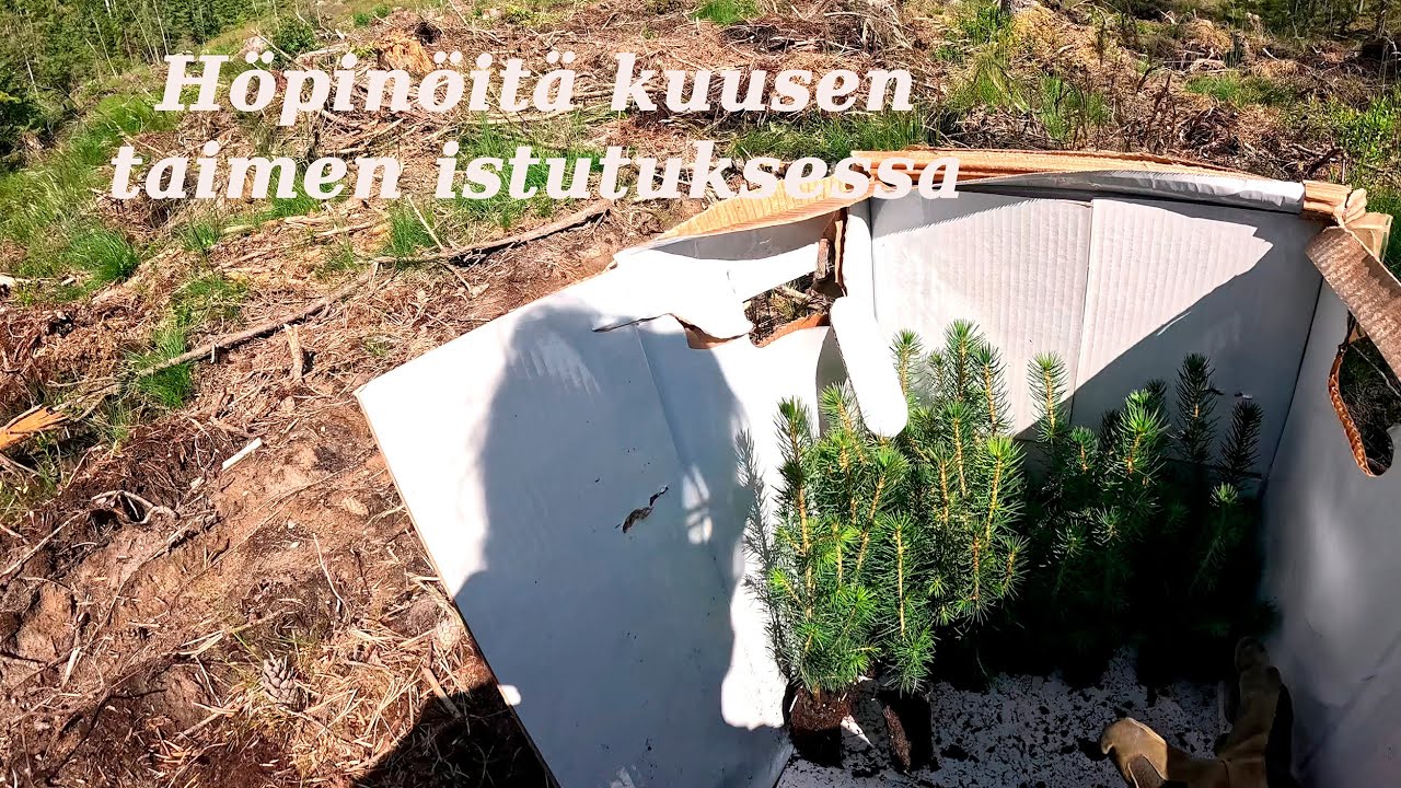 Höpinoitä kuusen taimia istuttaessa.