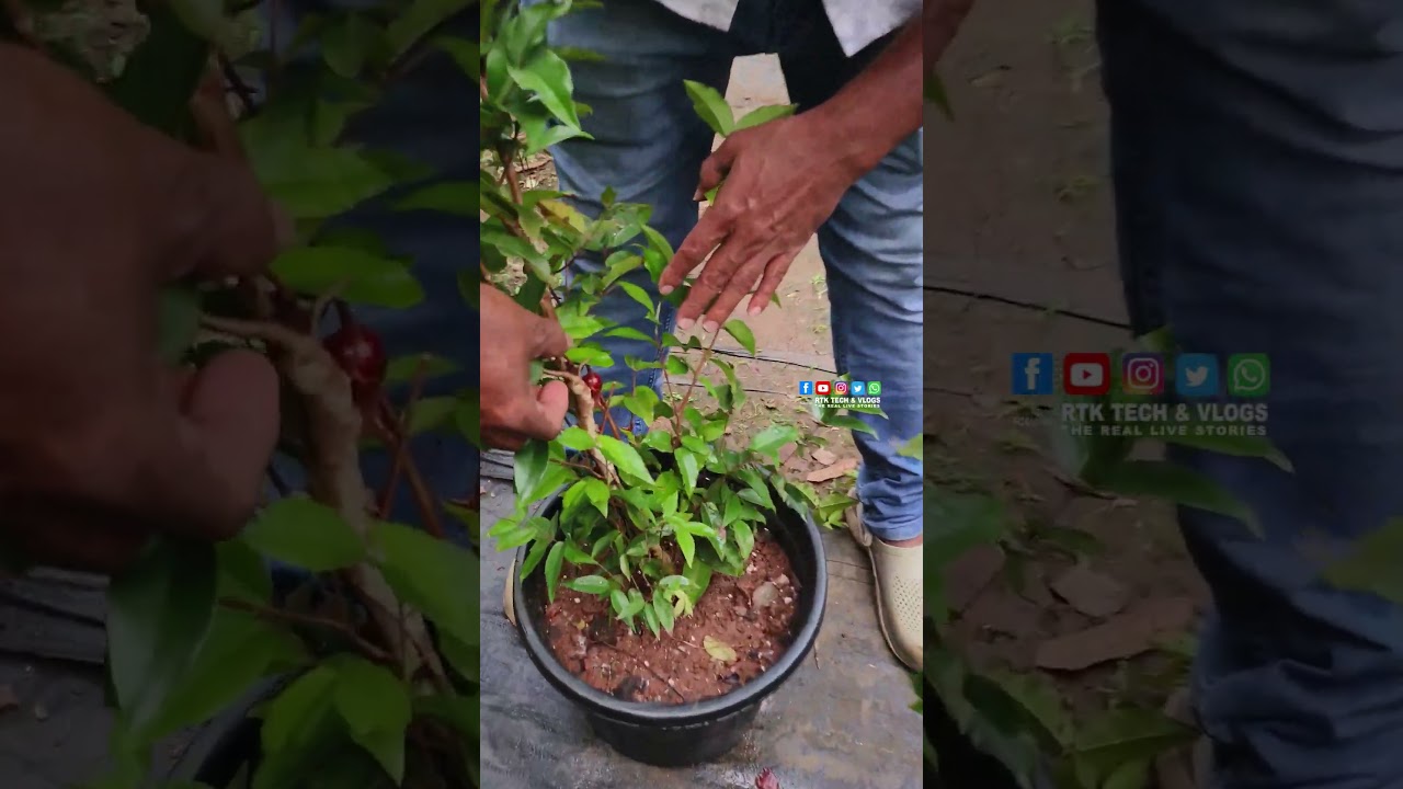 ഇതുവരെ ആരും കൊടുക്കാത്ത ഓഫർ 25K പഴത്തോട് കൂടിയ jaboticaba | Razeen Exotic  Fruits Garden Malappuram