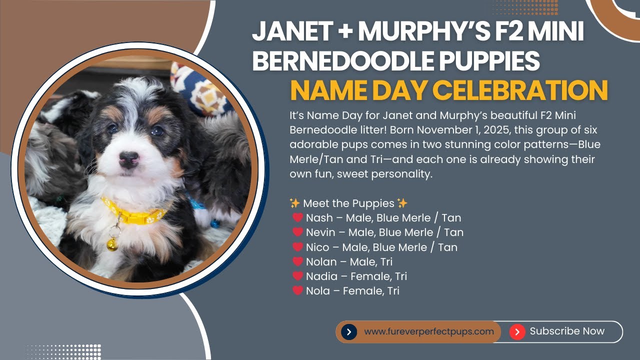 F2 Mini Bernedoodle Puppies from Janet + Murphy 🎉 | Name Day Celebration