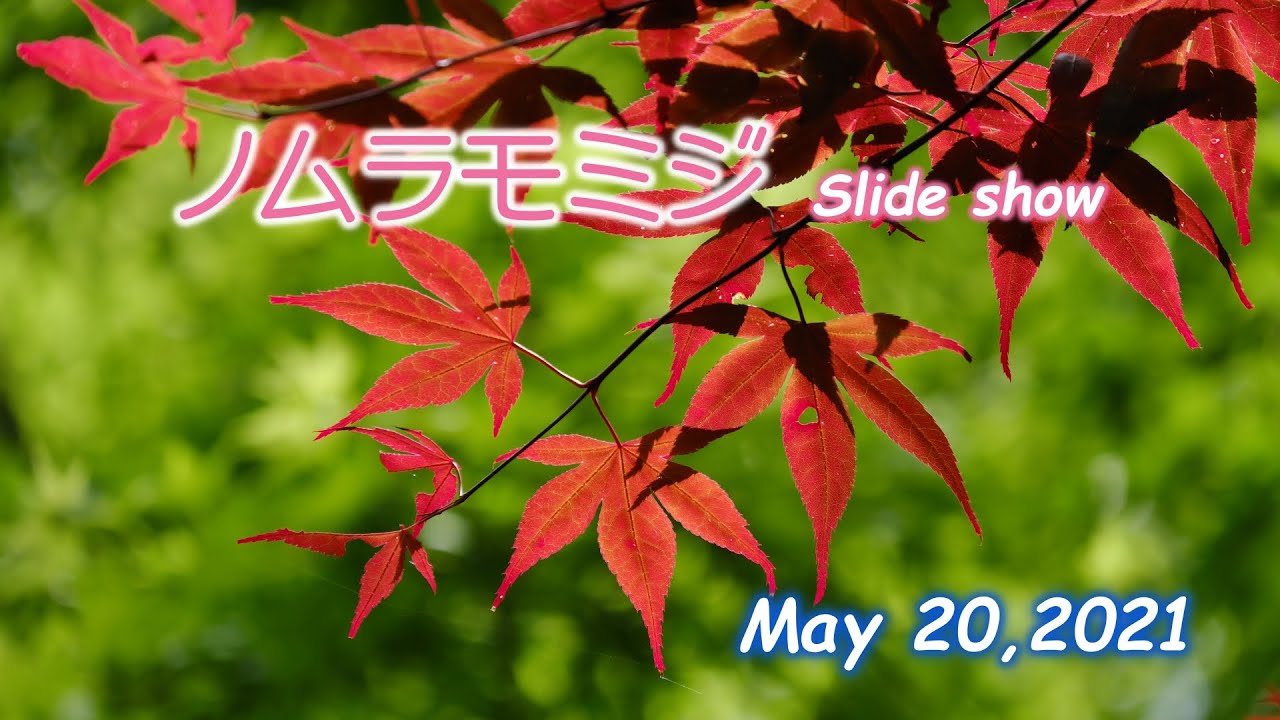 ノムラモミジ 001　「 春から夏まで紅葉の美しい ノムラモミジ 」　春モミジ　飯森山公園　土門拳記念館　酒田市　山形県