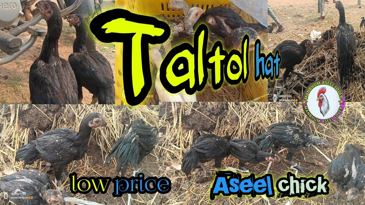 Tatol hat new video 💥🔥||balarampur hat||kukru hat #trending #viralvideo #viral #video #yt#murga