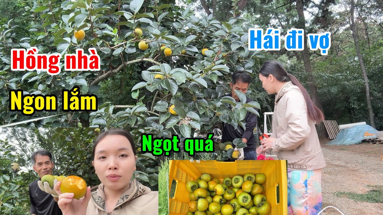 [112] hôm nay chồng 🇰🇷 hái Hồng ở nhà cho vợ ăn thử 😁