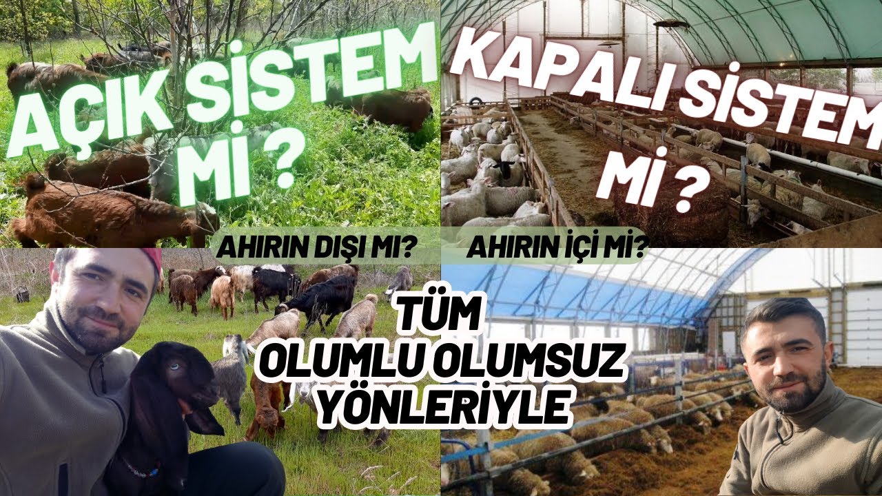 KAPALI SİSTEM Mİ AÇIK SİSTEM Mİ ? | Mera Hayvancılığı Artı Ve Eksiler | Halep Keçisi Yetiştiriciliği
