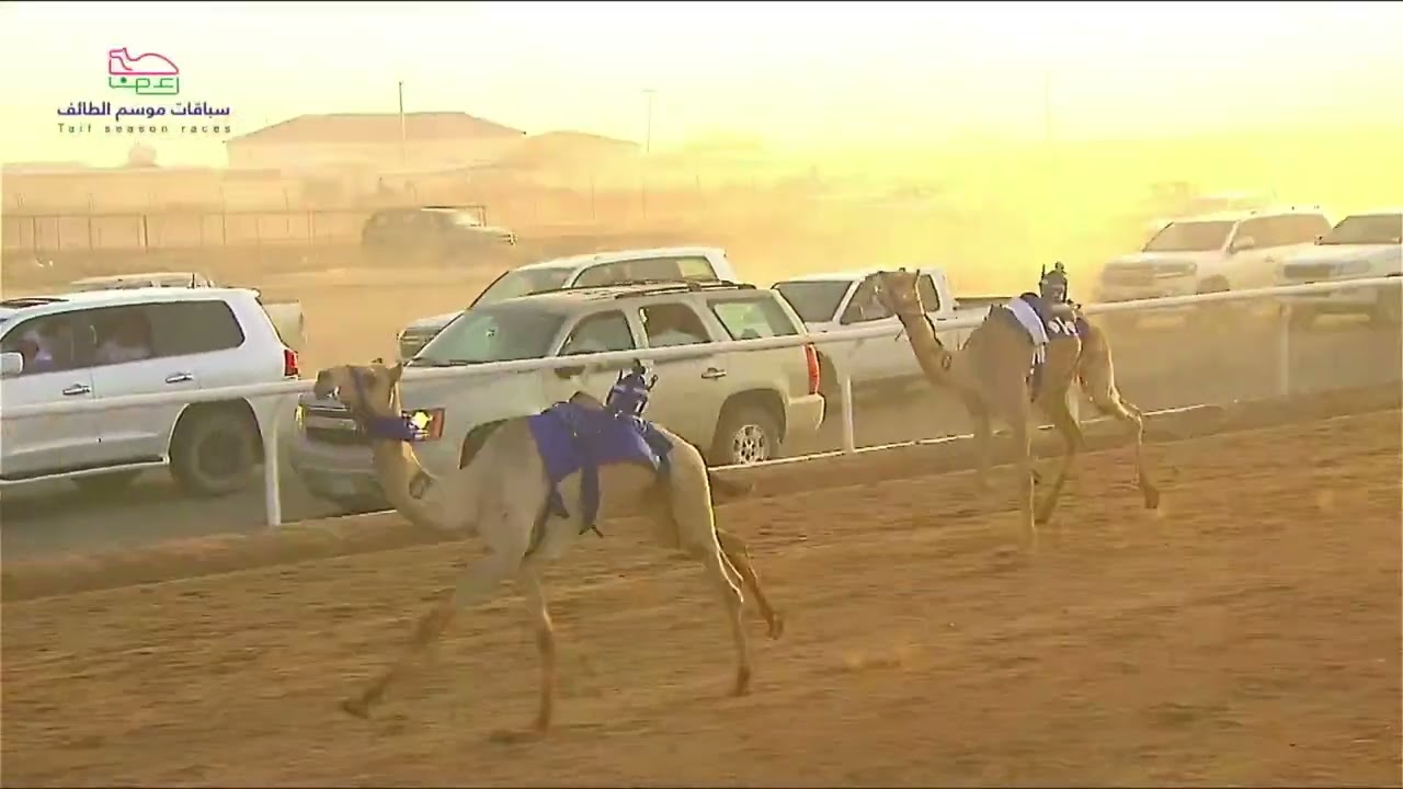 الشوط 5  مفاريد بكار السبت 13-07-2024 من  #سباقات_موسم_الطائف 2024