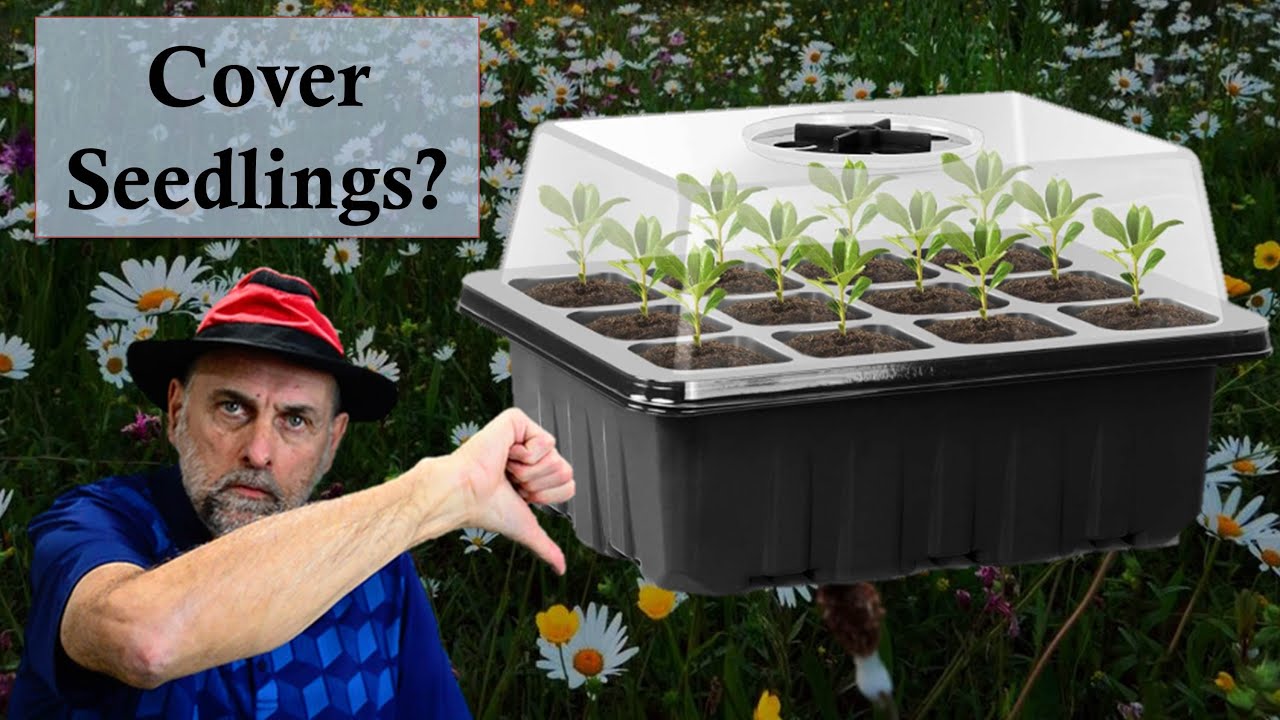 Should You Use a Seed Humidity Dome?