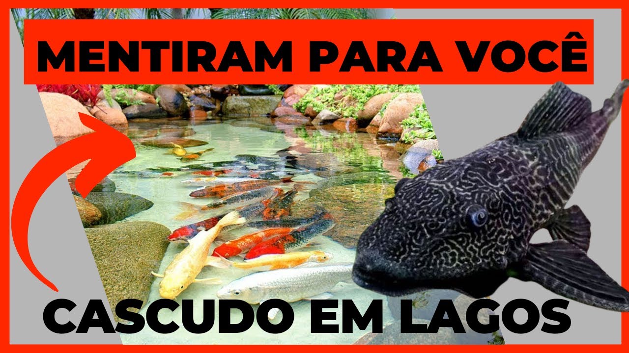 😡Mentiram para voc&ecirc; sobre cascudos em lagos!😡 (EP.55)