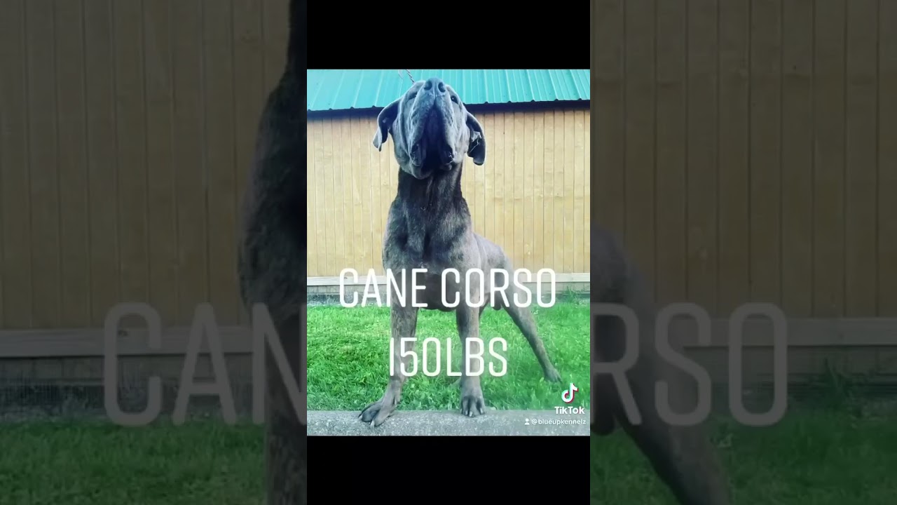 Cane Corso doing Protection Work @Blueupkennelz @Blueupkennels