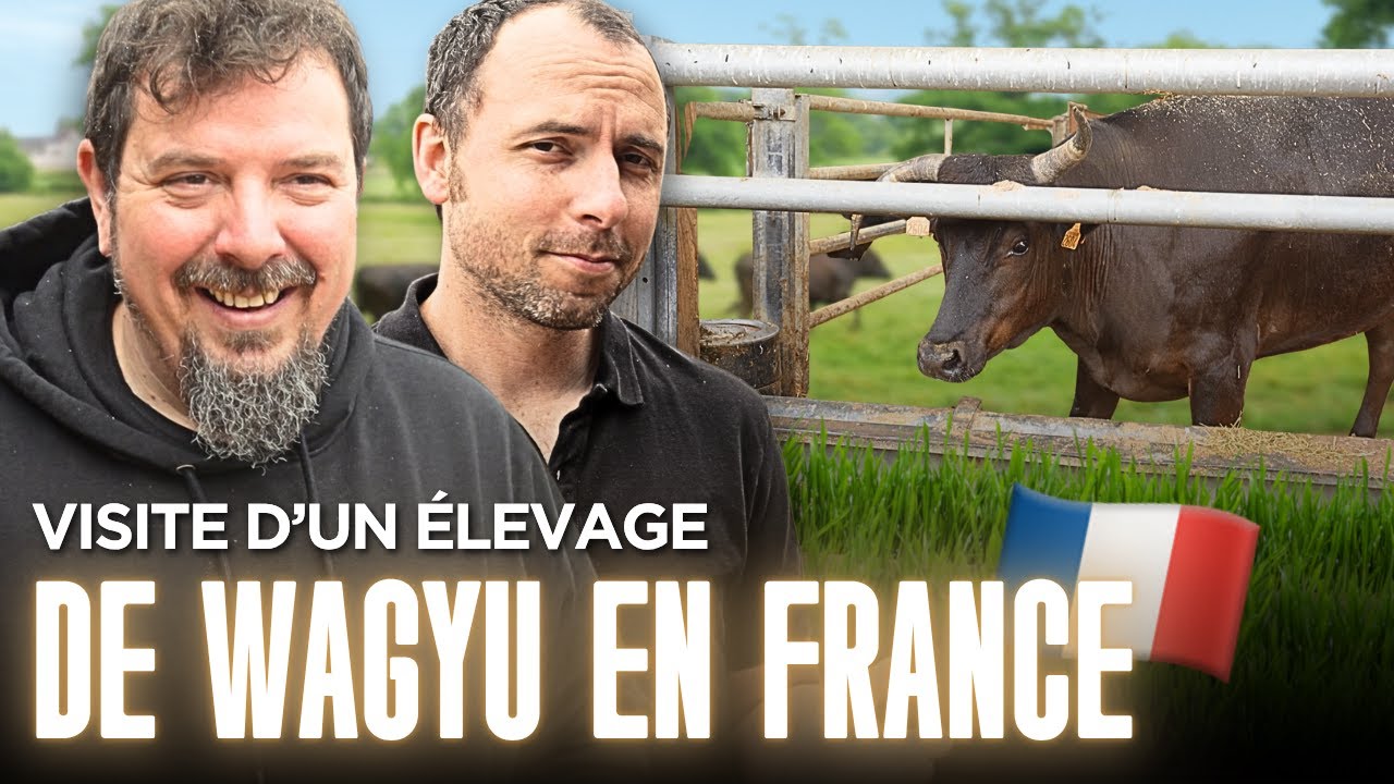 On visite un élevage de Wagyu français