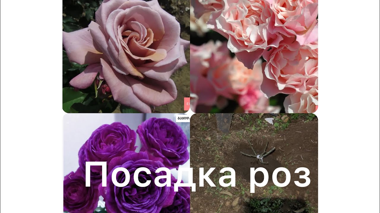 11/11/25✅Посадила первые 19 роз🇬🇷🥰🌹✅