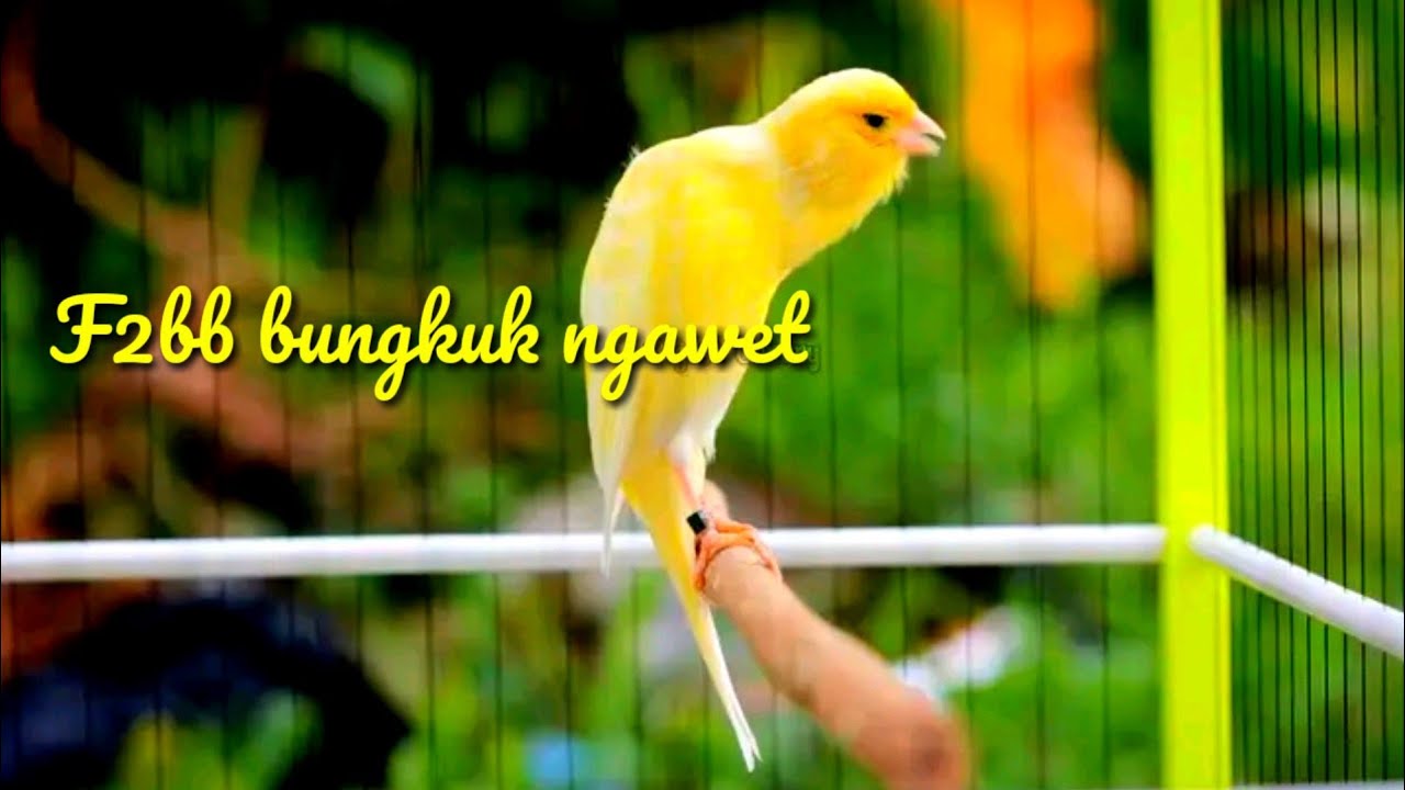 Bungkuk ngawet ‼️kenari F2bb durasi mewah.